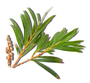 Tea Tree Oil